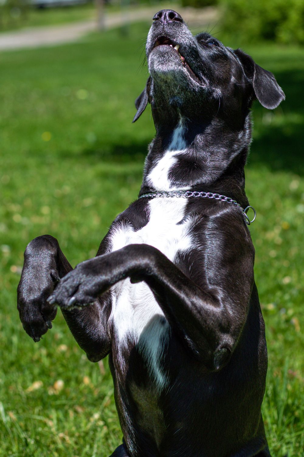 black and white Labrador-type dog sitting on back legs with front legs up in the air