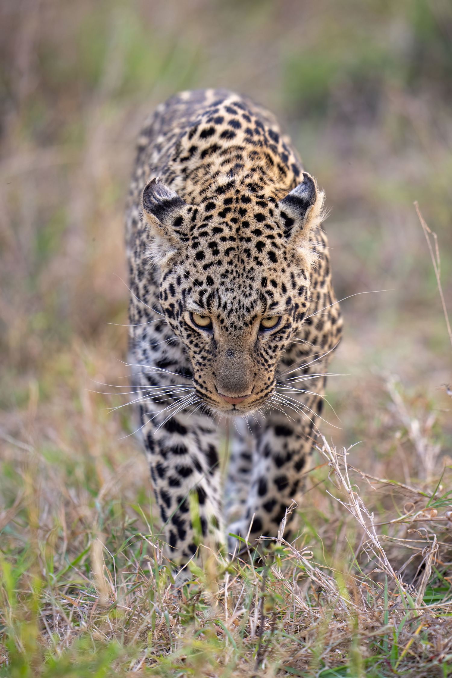 A leopard with intense eyes stalks through tall grass.