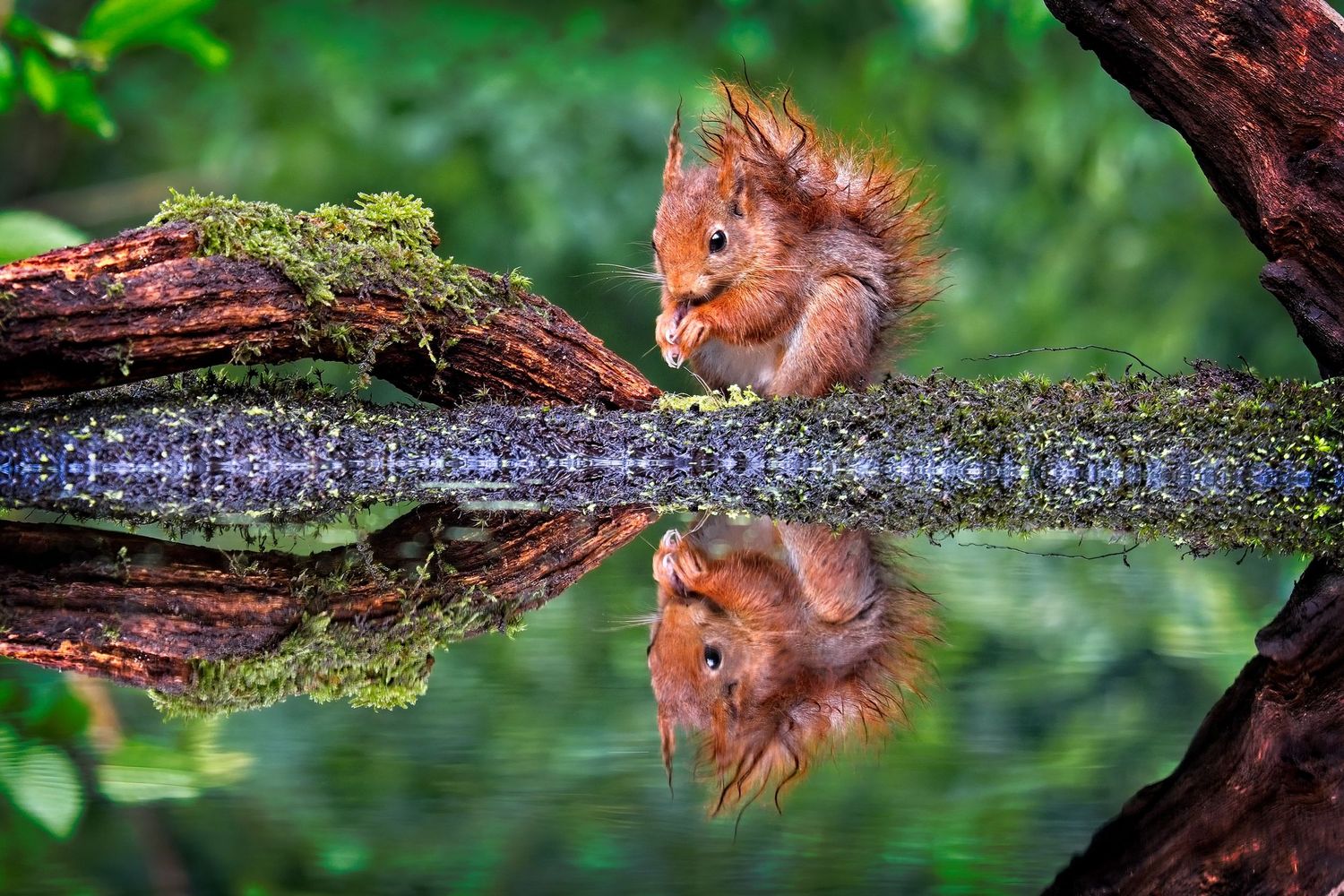 Young Squirrel Reflection, Reflectie, Eekhoorn jong, Bos, AudFocus Photography, Audrey van der Hoorn