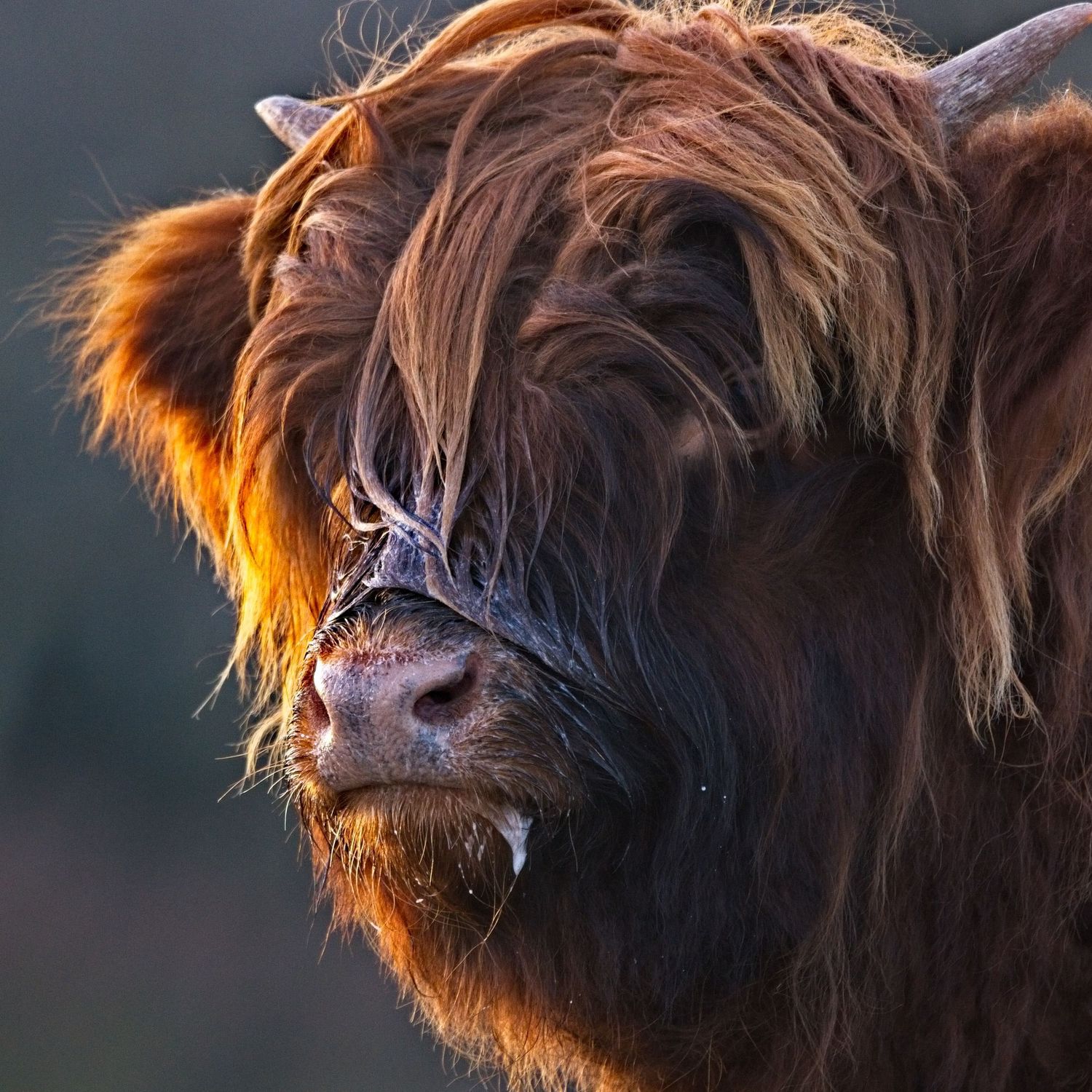 Scottish Highlander Calf, Schotse Hooglander kalf zogend, AudFocus Photography, Audrey van der Hoorn