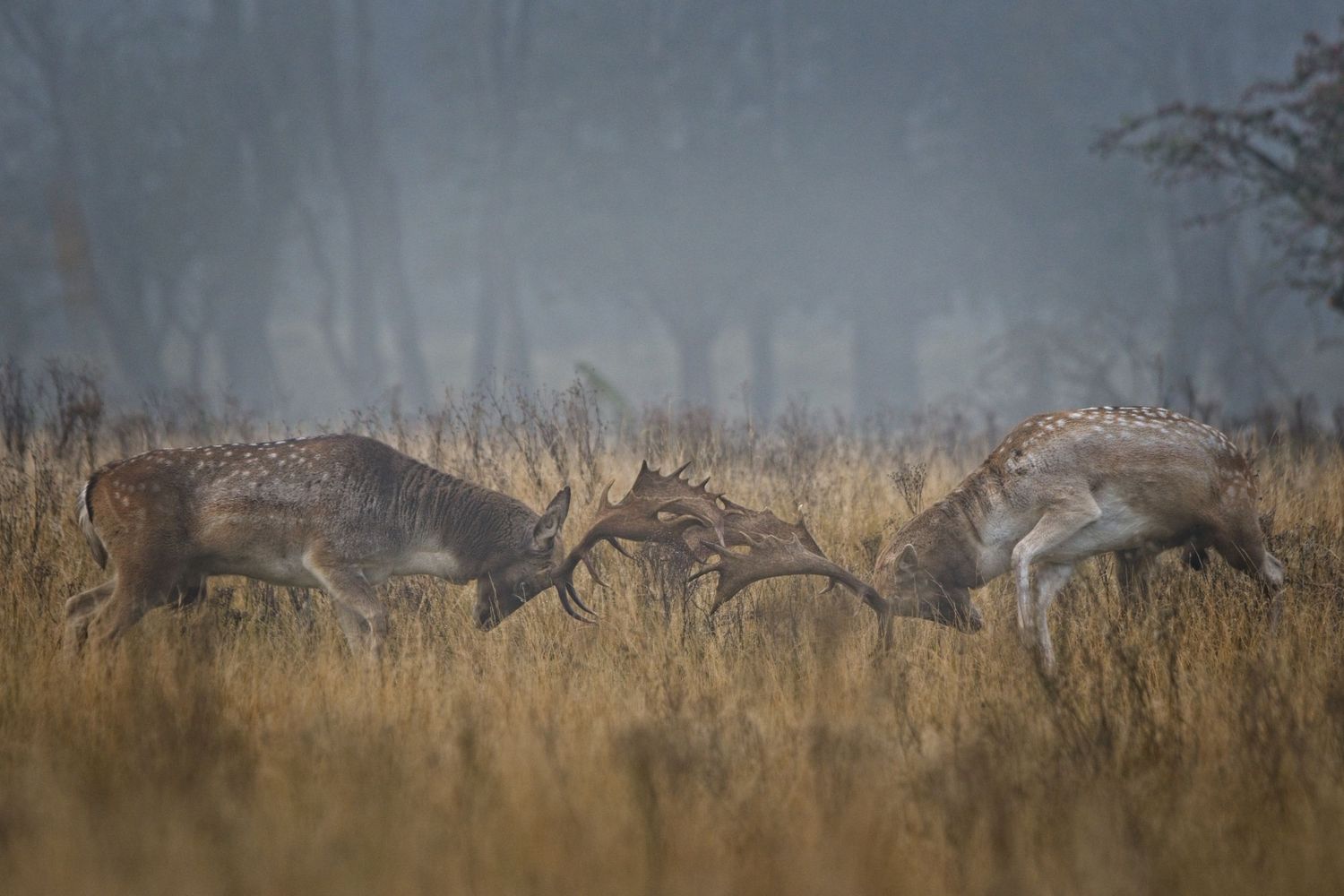 Deer Rut - Bronst, Hersten, Gevecht, Rut, Mist, AudFocus Photography, Audrey van der Hoorn