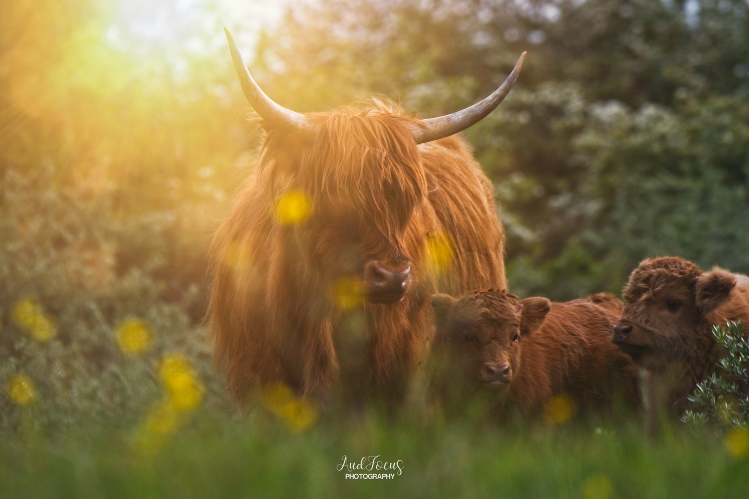 Scottish Highlander Cows with calfs, Sunset, Nature, Hooglander, moeder, kalfjes, boterbloem, zonsondergang, lente