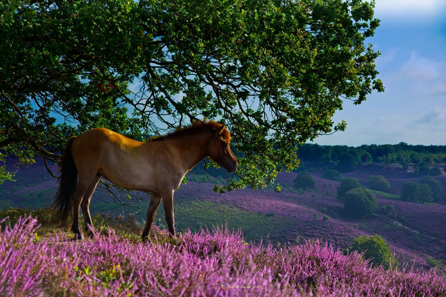 Icelandic Horse overlooking purple Posbanks Hills, AudFocus Photography, Audrey van der Hoorn