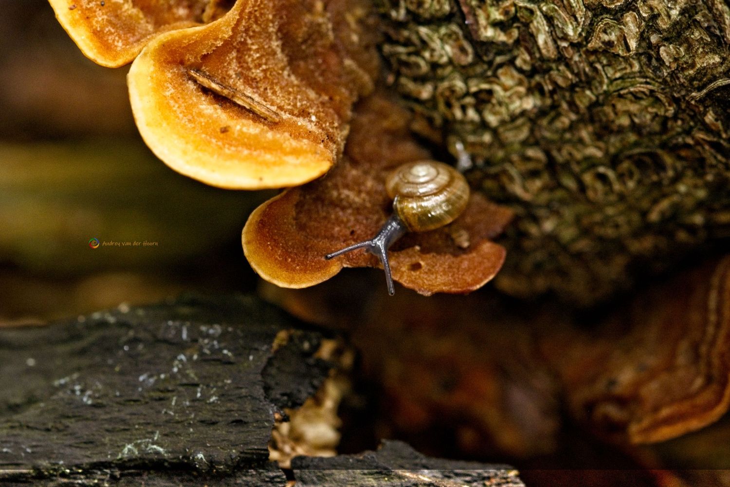 Authum Vibes with Snail and Fungus, Slak, Herfst, Bruin, Zwam, AudFocus Photography, Audrey van der Hoorn