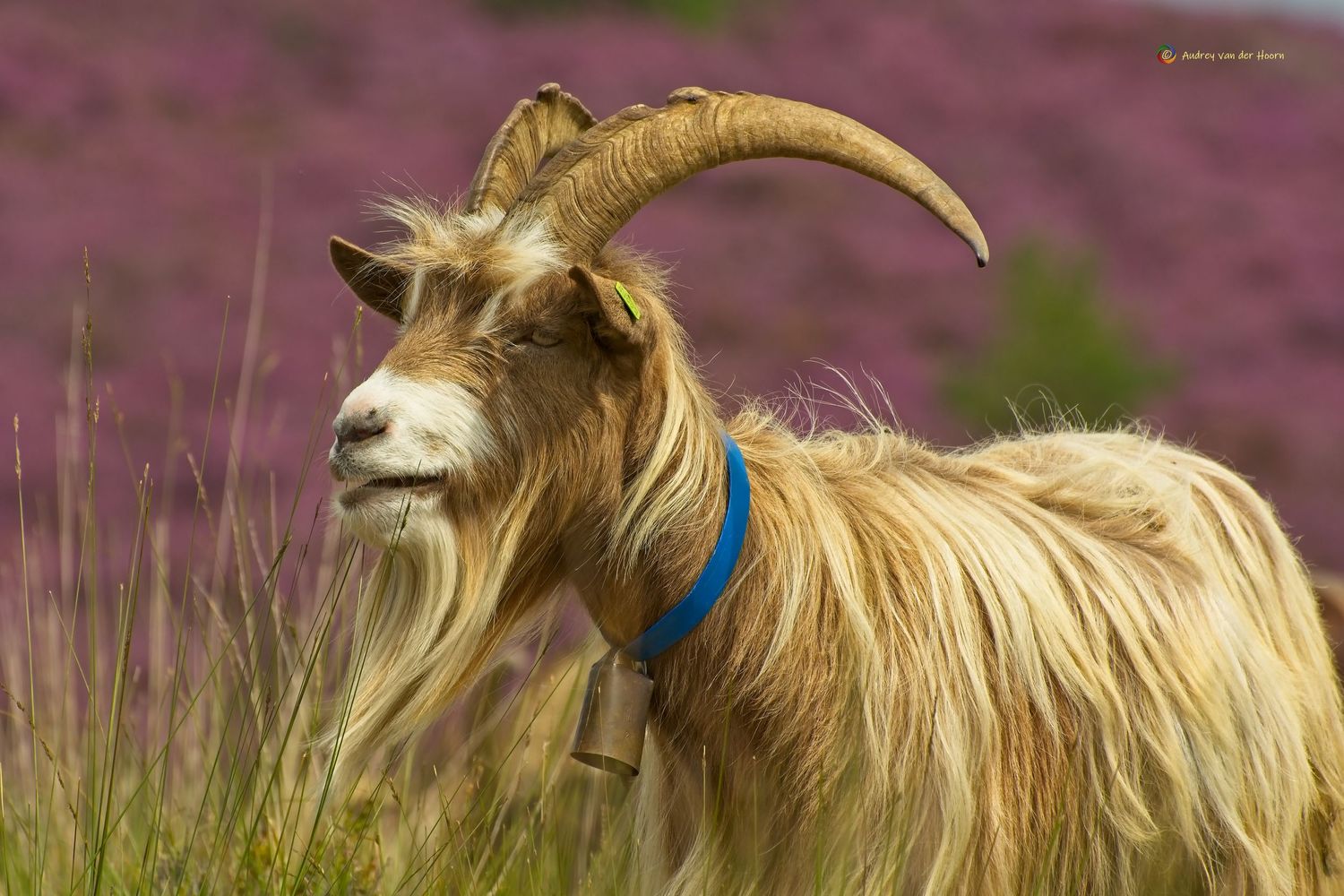 Goat in Heather Field Veluwe Posbank, Geit, Heide, AudFocus Photography, Audrey van der Hoorn