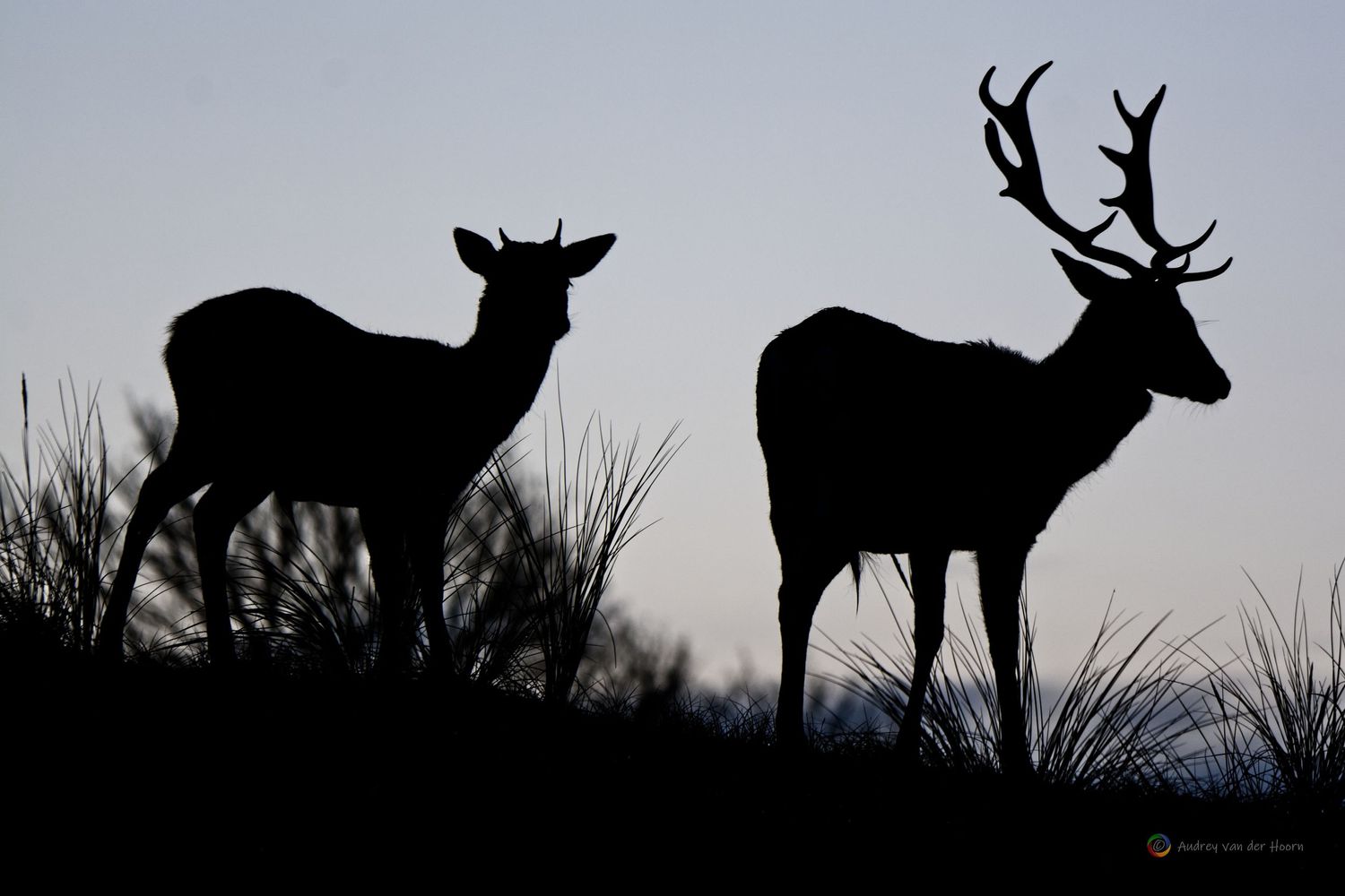 Deer at early morning Light, Herten bij het eerste daglicht, AudFocus Photography, Audrey van der Hoorn
