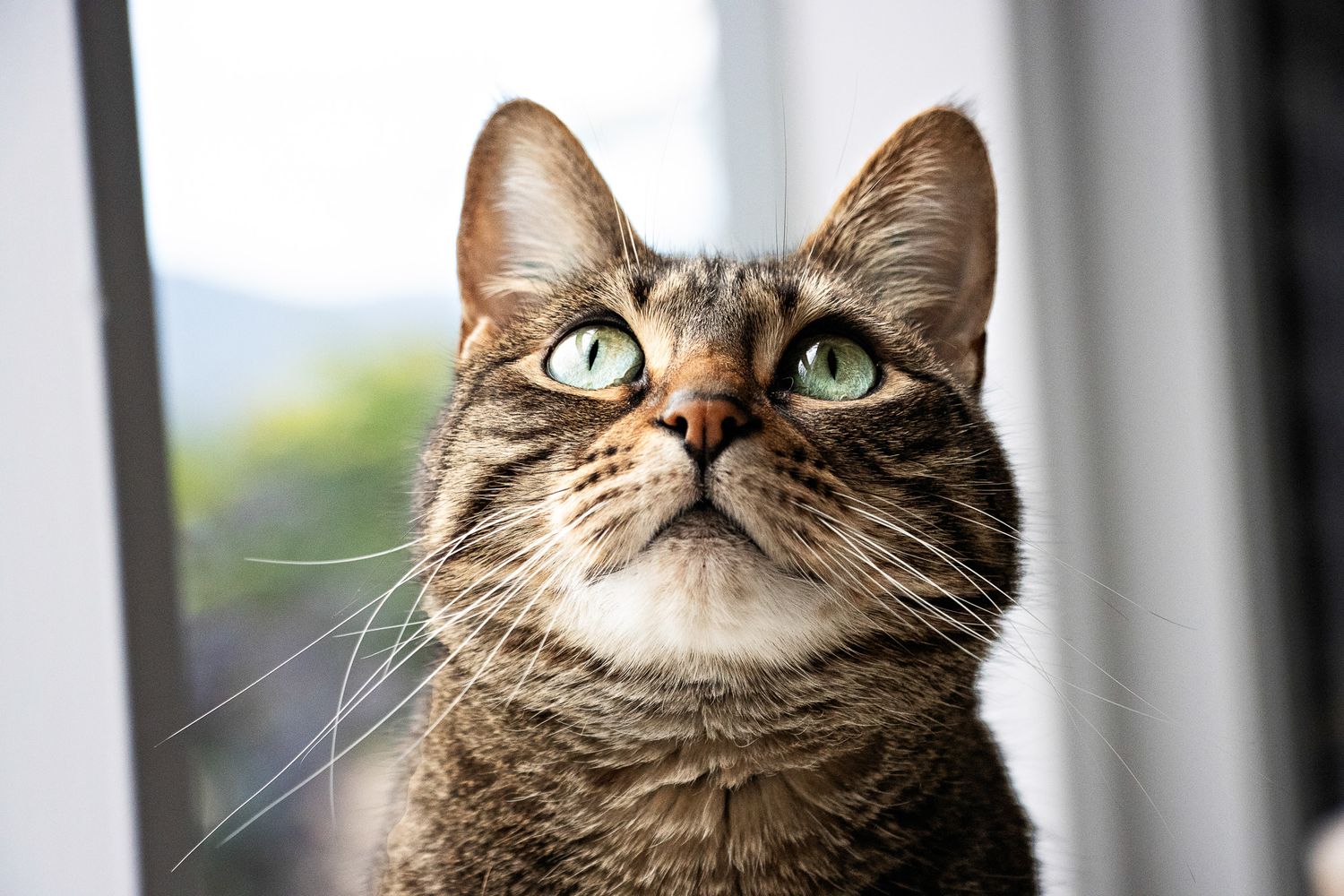 Cat Photographer Melbourne