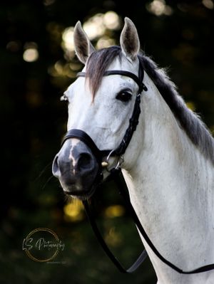 Close-up portrait of a white horse wearing a black bridle against a dark bokeh background.
