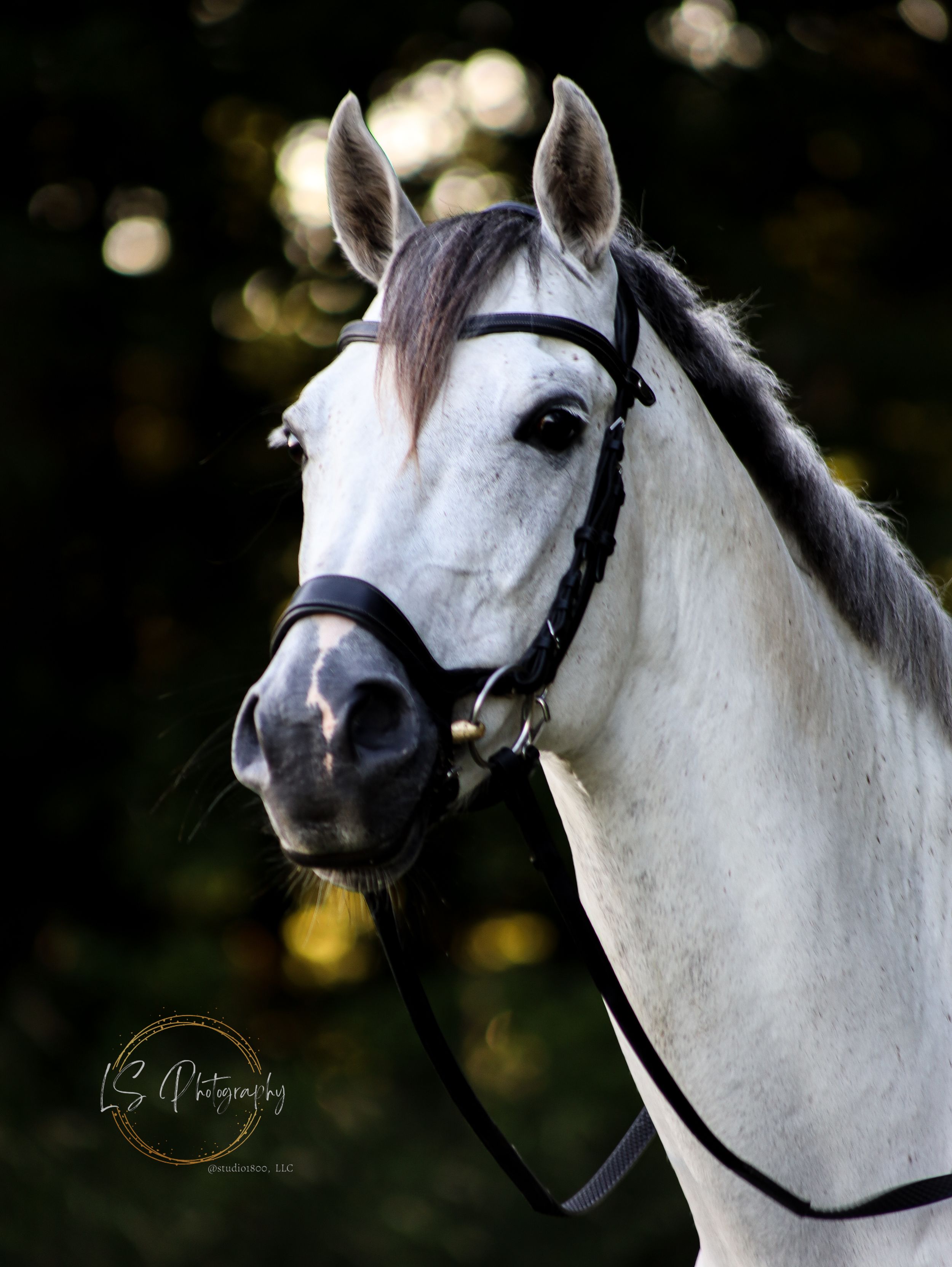 Close-up portrait of a white horse wearing a black bridle against a dark bokeh background.