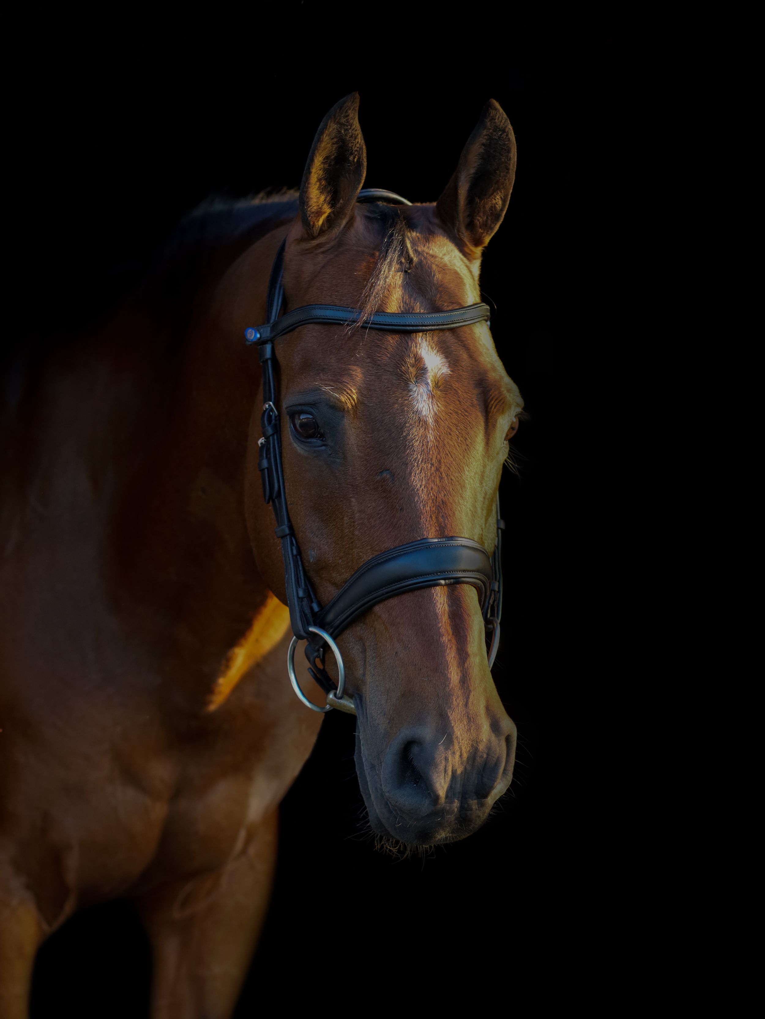 Close-up portrait of brown horse wearing black bridle against dark background.