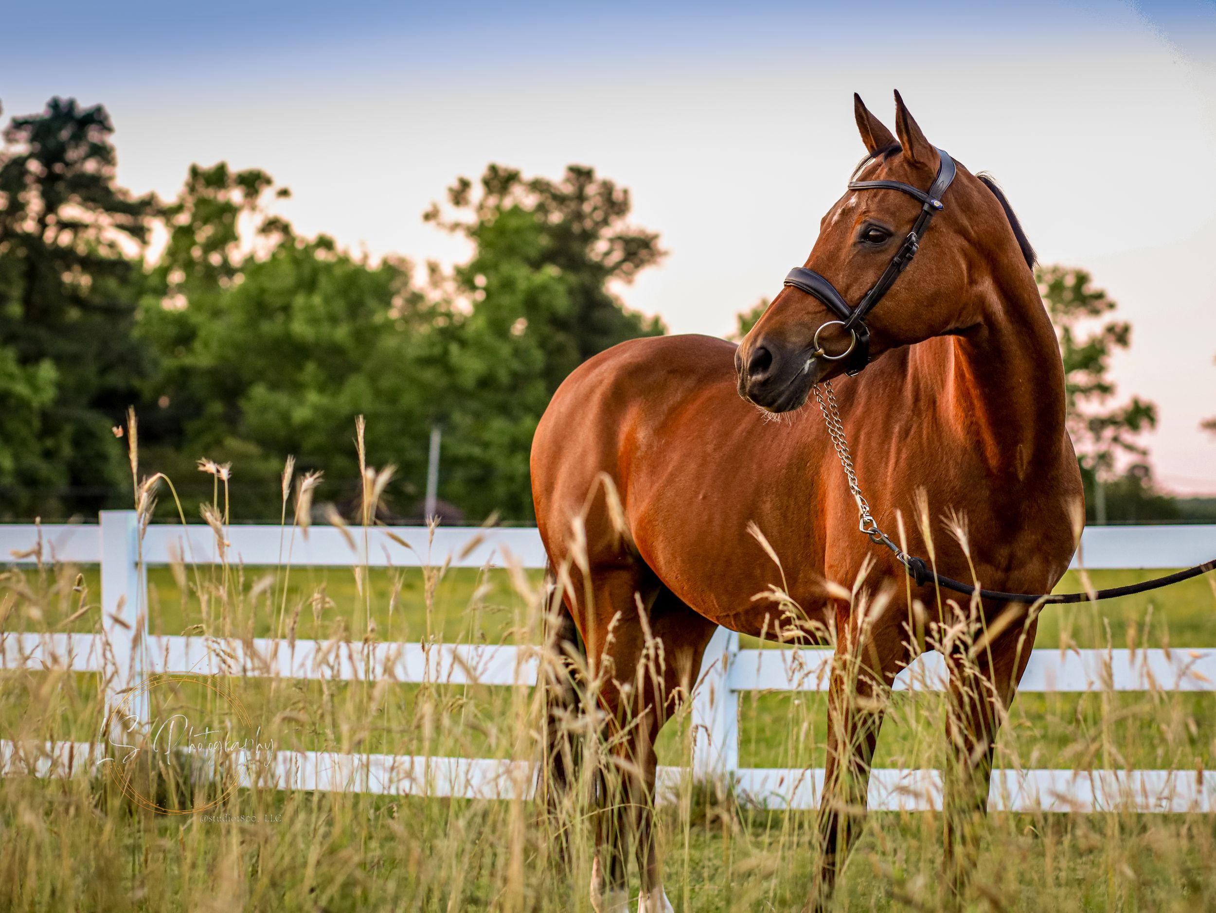 Brown horses graze peacefully in a green pasture with white fencing at sunset.
