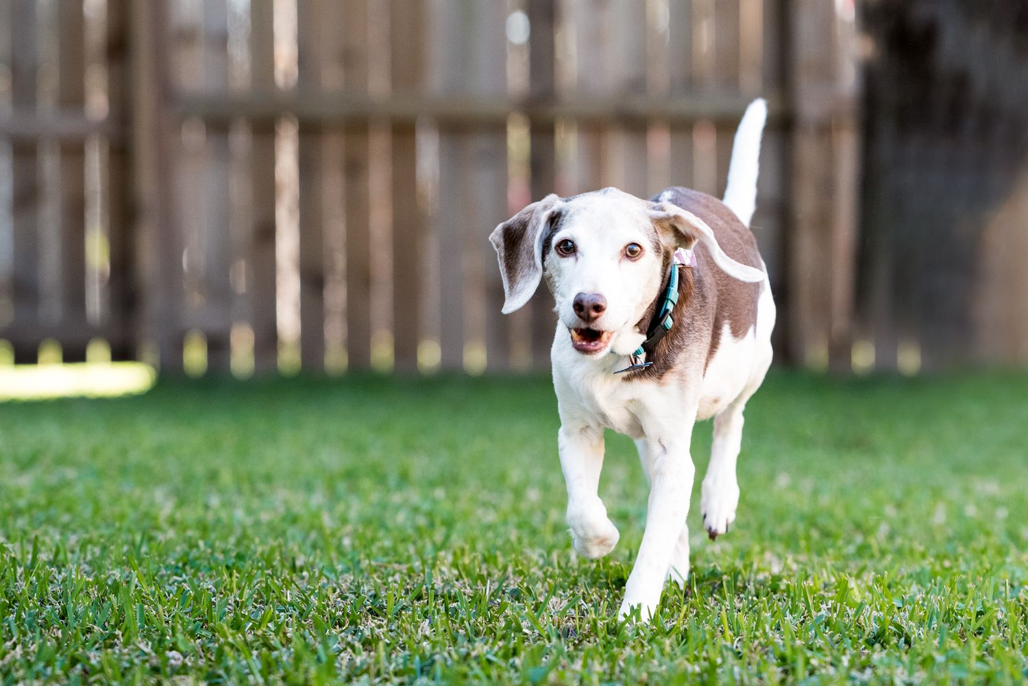 beagle running in backyard