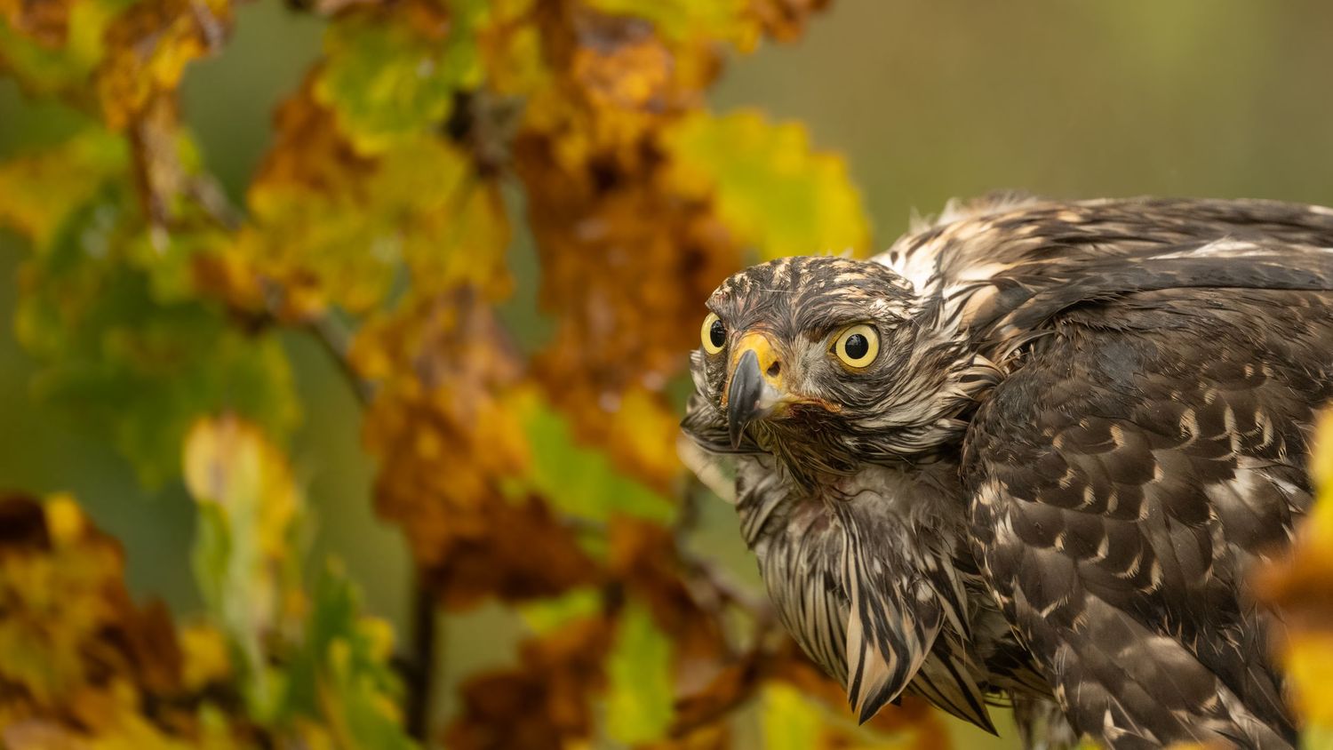 Close-up of a hawk's fierce profile against autumn foliage with golden bokeh.