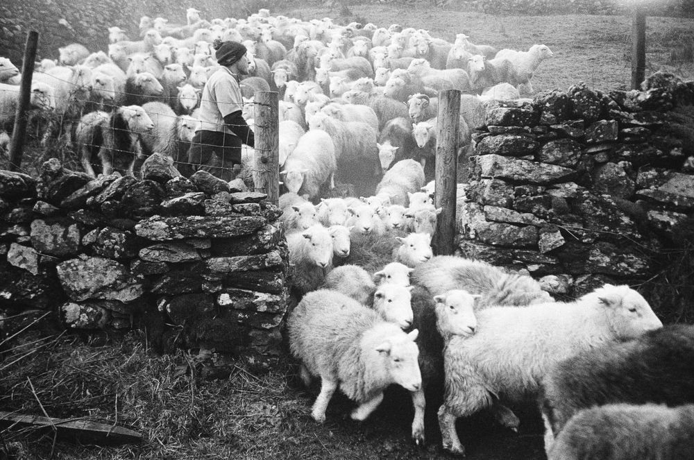Lake district sheep being herded shot on the Pentax PC35AF-M film camera with Ilford HP5 black and white film