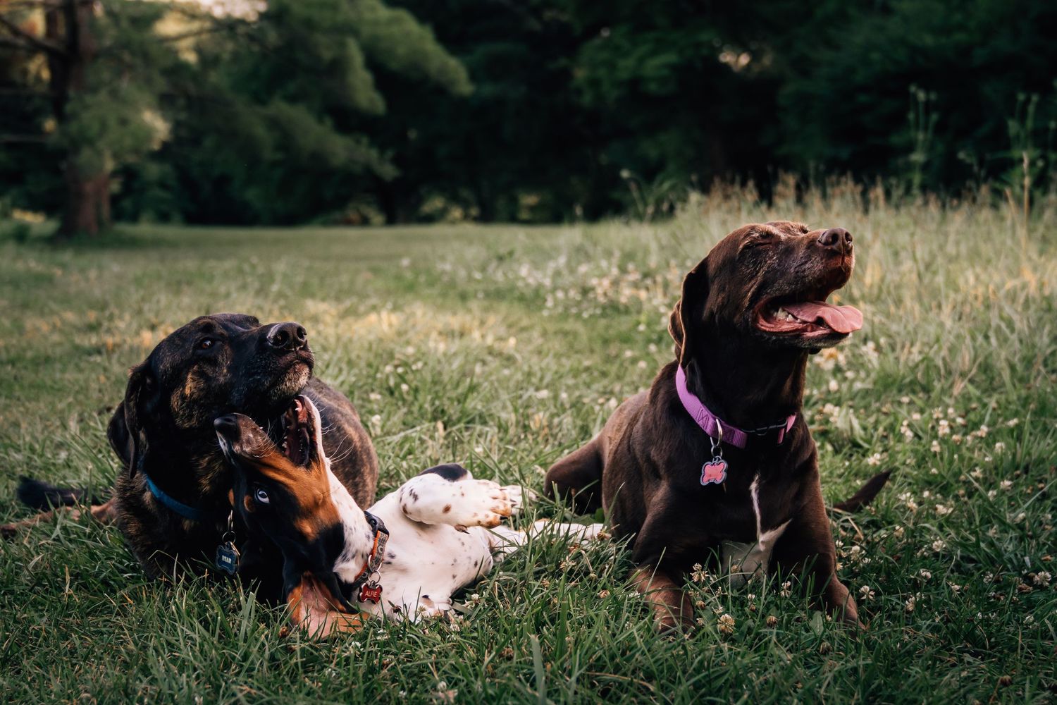pet photographer in Cincinnati Oh Dog photos Dayton Ohio basset hound puppy photography near me