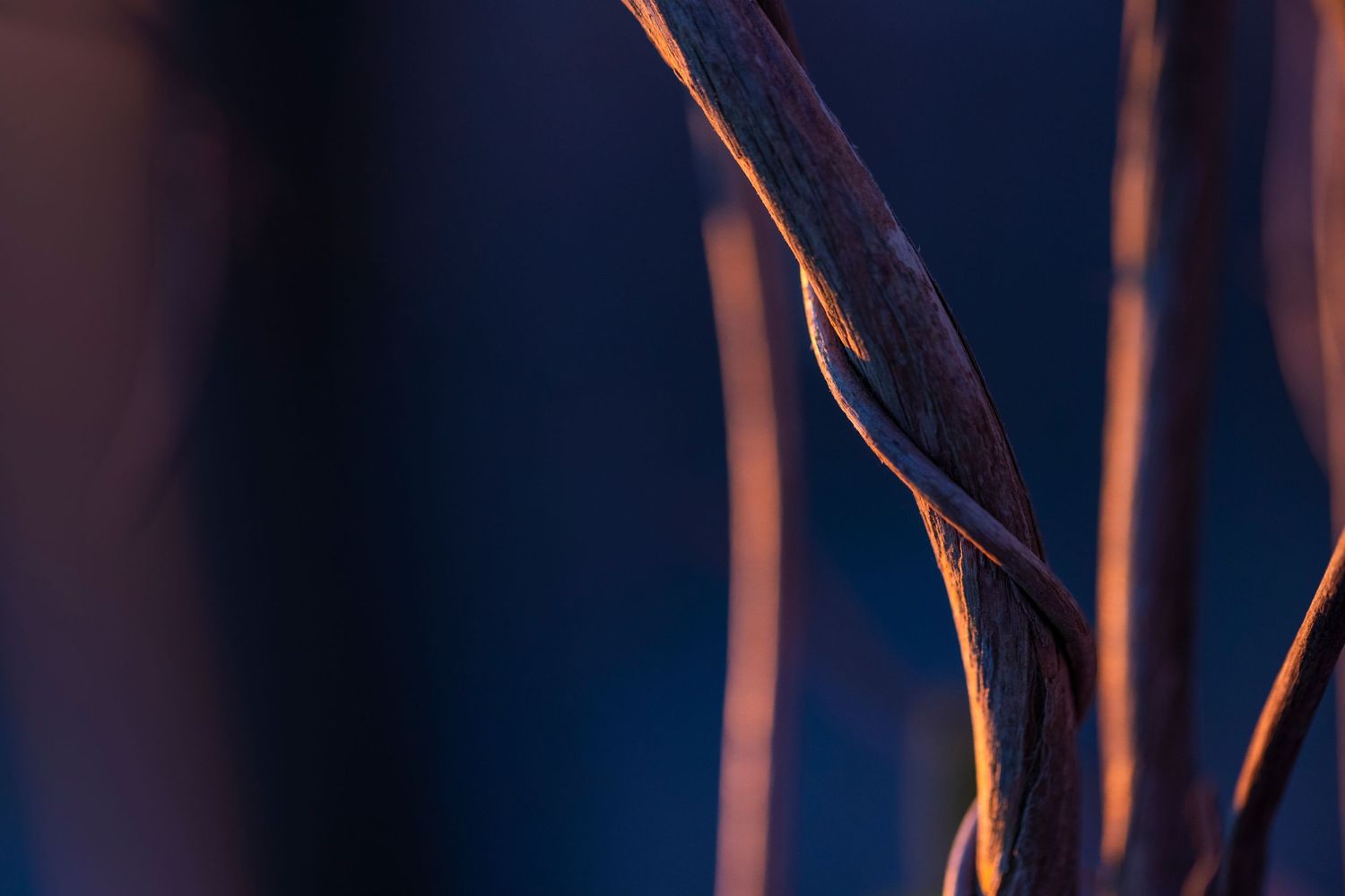 Thin branches silhouetted against a deep blue background with warm orange highlights.