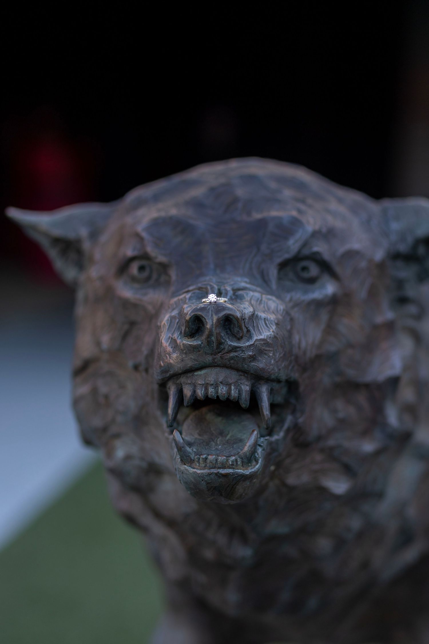 An engagement ring sits on the nose of a brass wolf sculpture.
