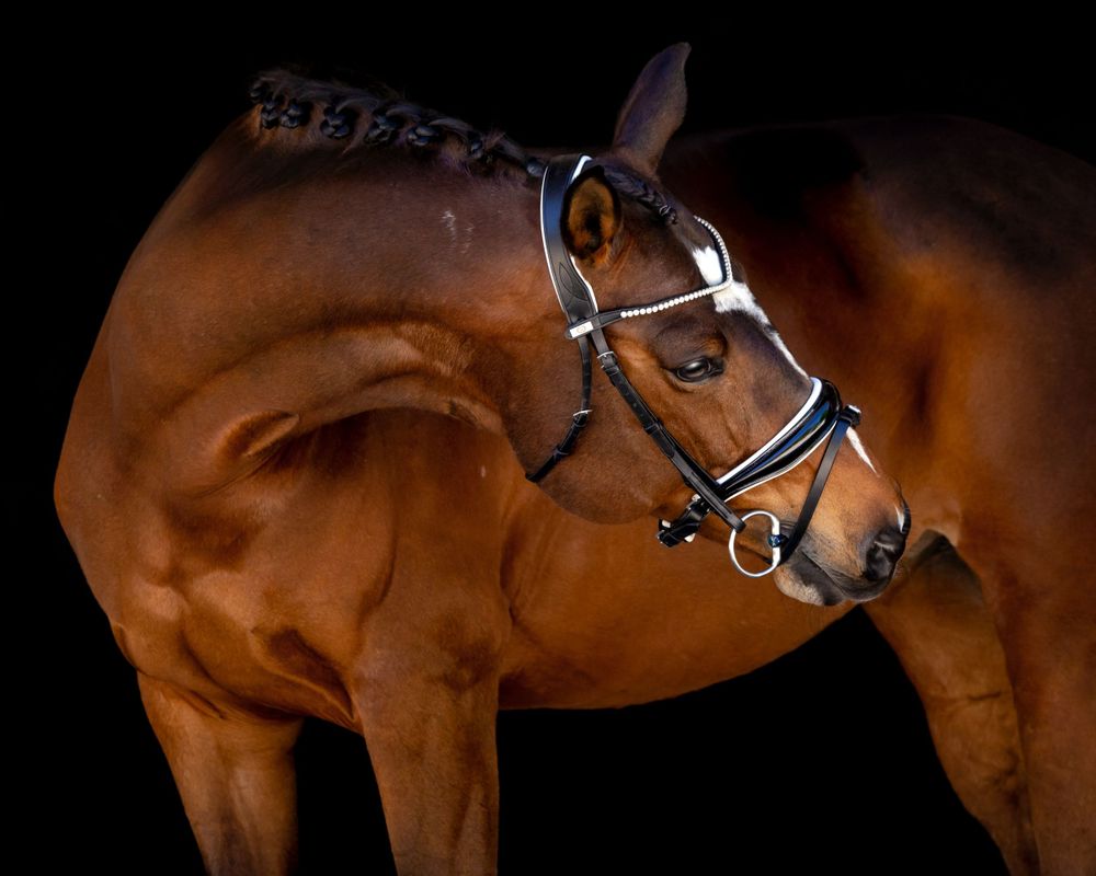 Hunter Jumper