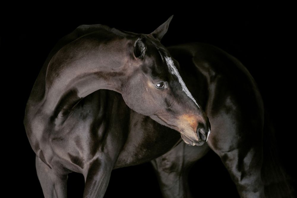 Florida Horse Photographer