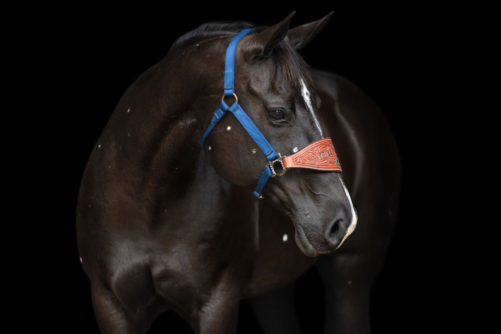 rope horse