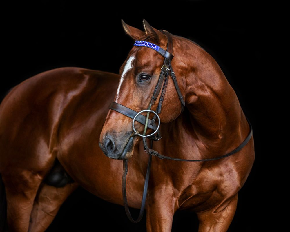 Polo Horse