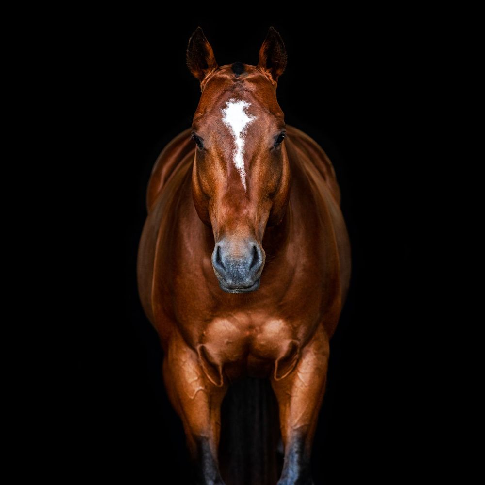 Polo stallion
