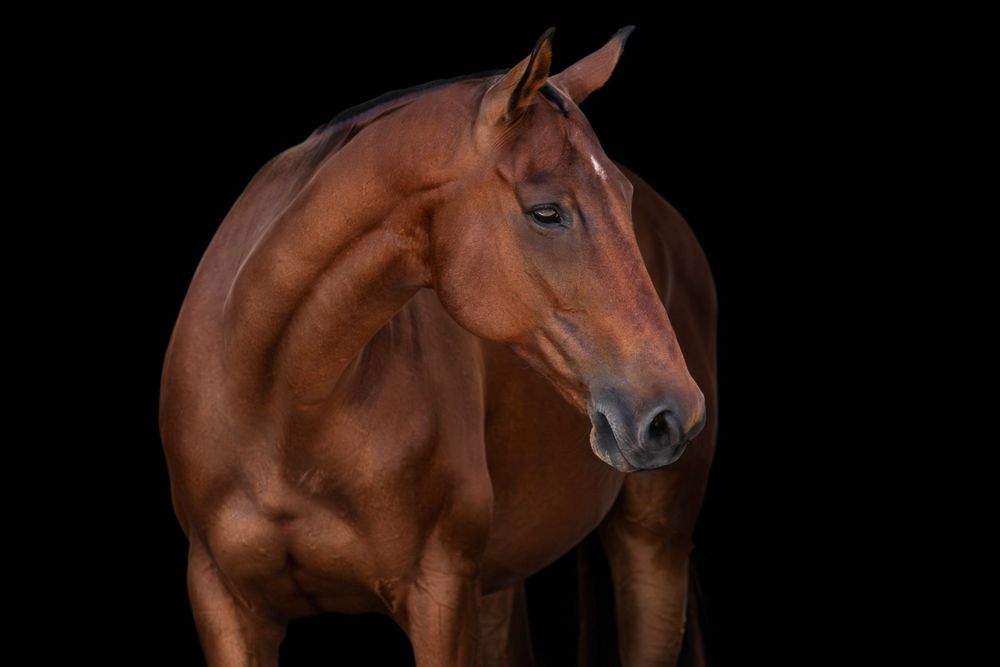 Polo Horse
