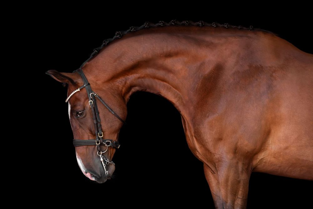 Dressage Horse