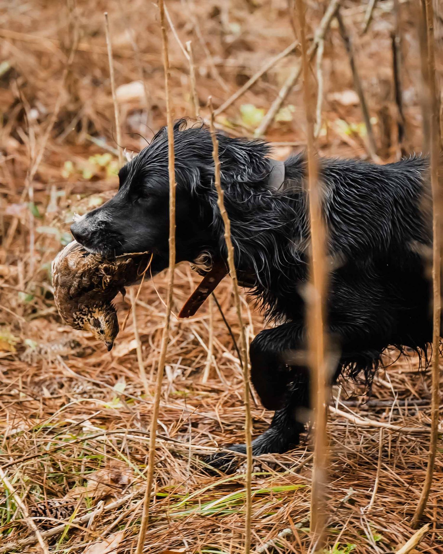 Black hunting dog tracking through fallen leaves in wooded area.