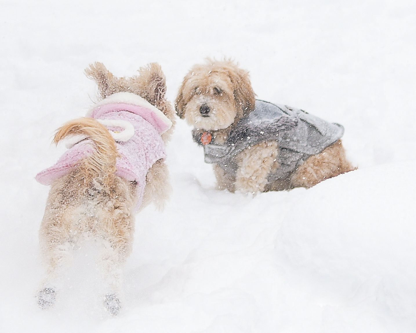 Two dogs wearing winter coats playing in deep snow during a snowy day.