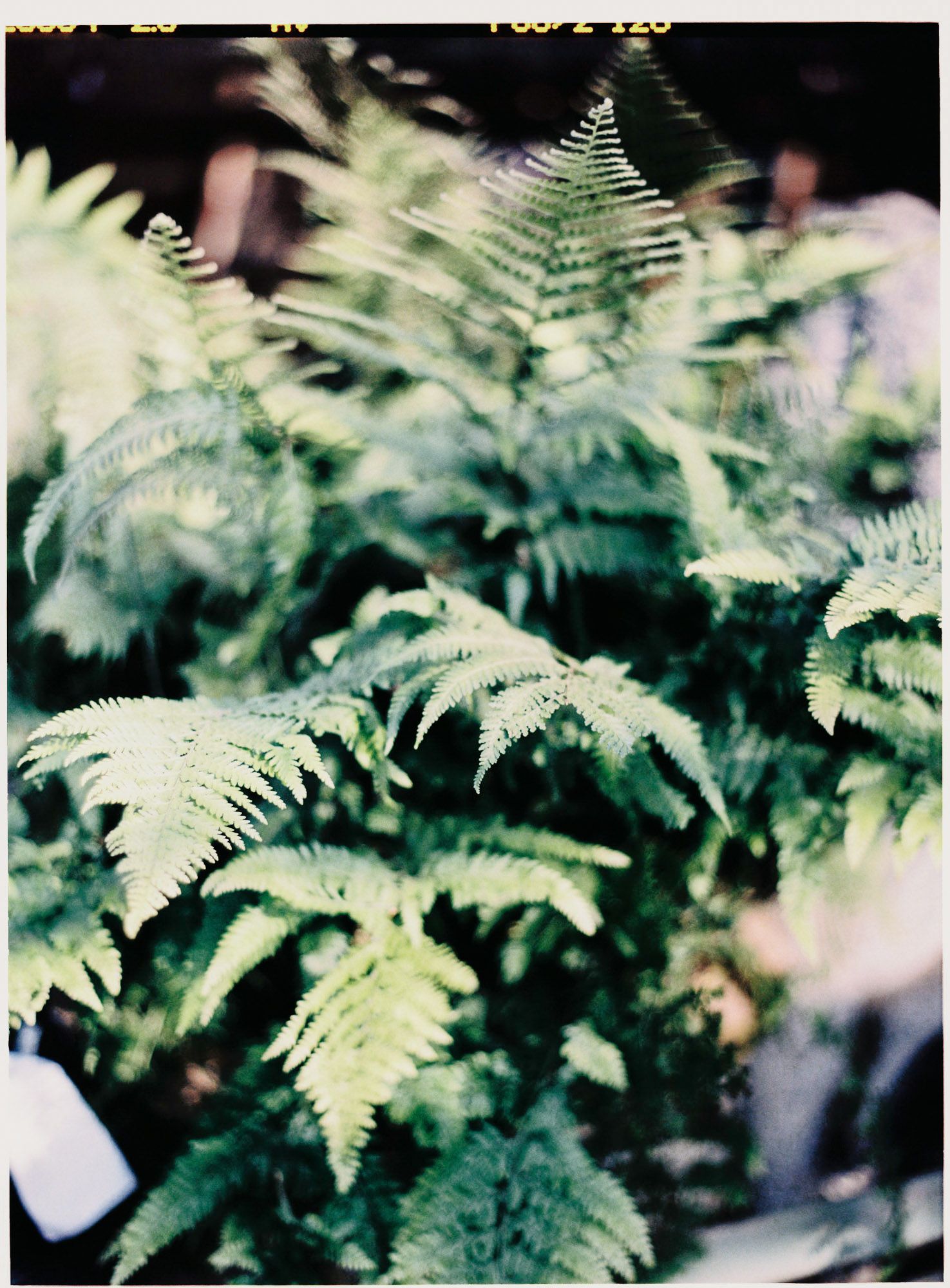 Soft focus close-up of lush green ferns creating a natural pattern.