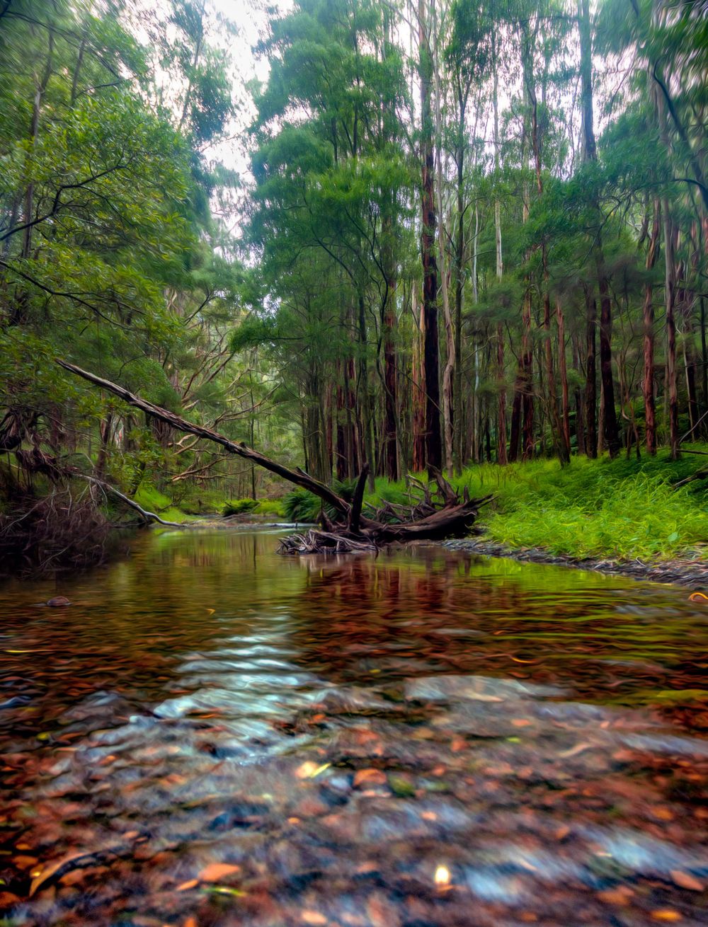 Barham River, The Otways