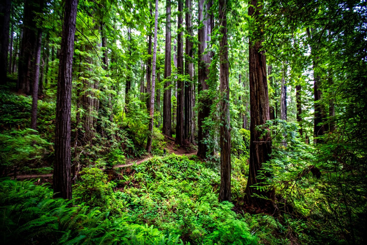 Lush redwood forest with towering trees and vibrant green ferns covering the forest floor in dappled sunlight.