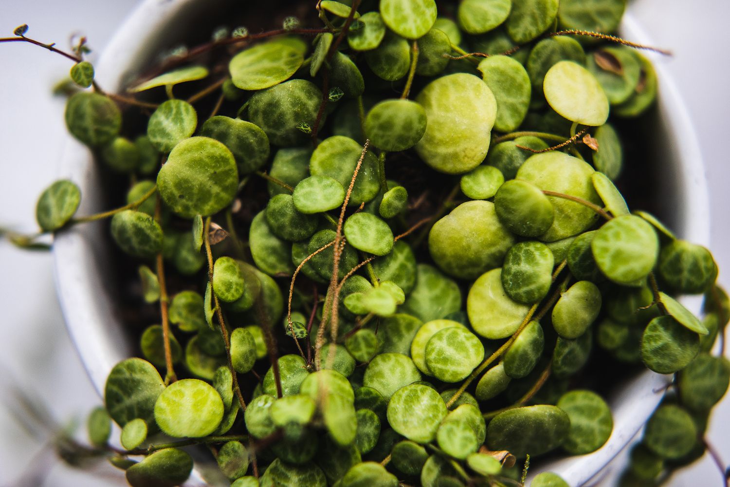 Fresh green watercress leaves in a white bowl showing their round delicate shapes.