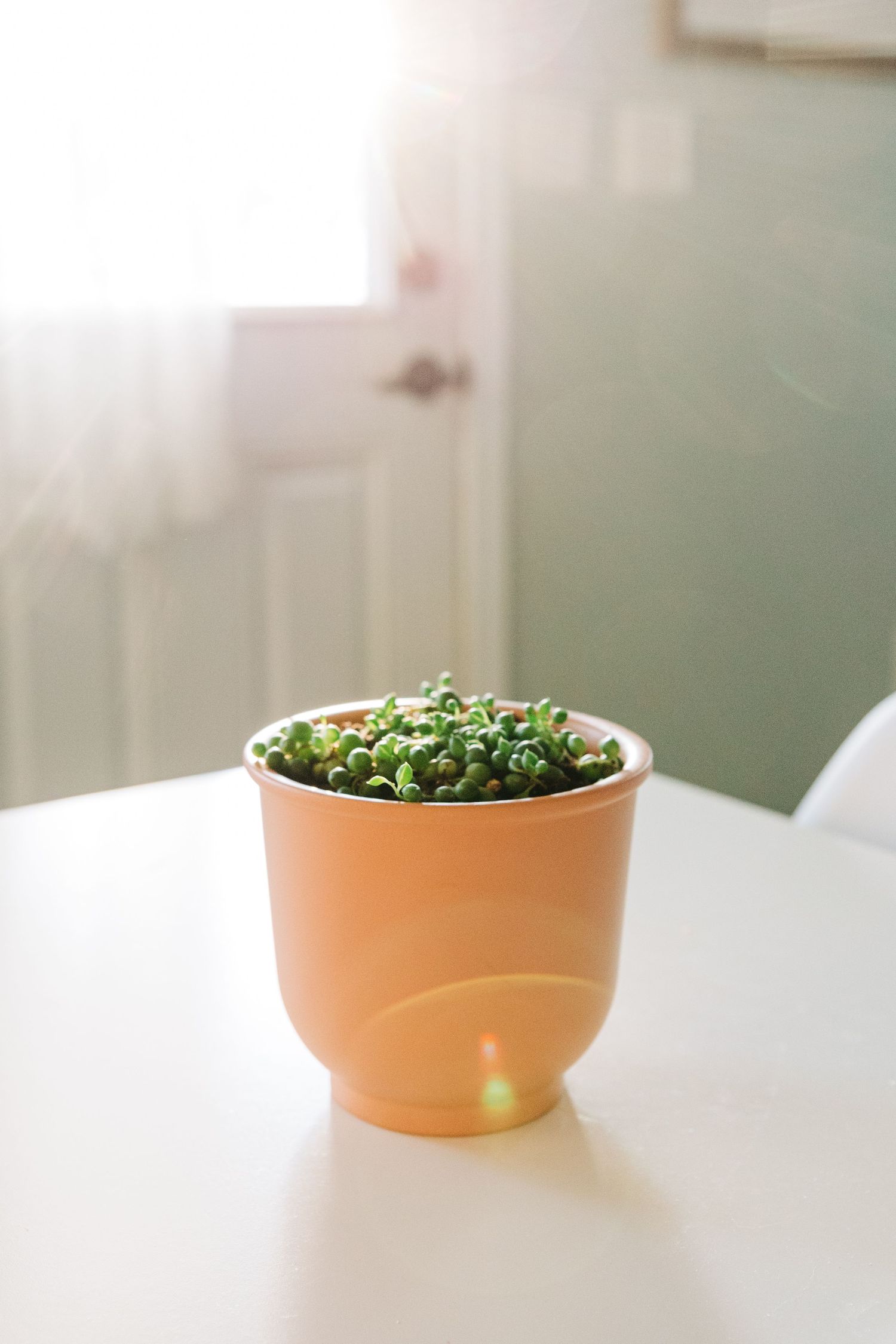 string of pearls plant on white table