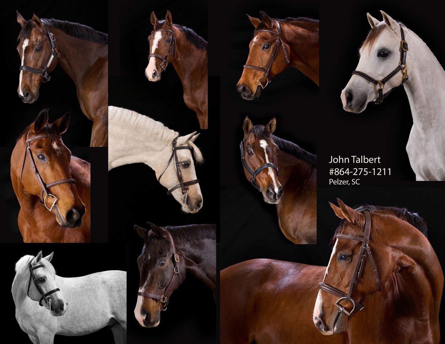 Horse black out sessions
©Photography by John Talbert LLC
