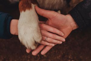 Close-up of hands with engagement rings touching a dog's paw in a heartwarming moment.