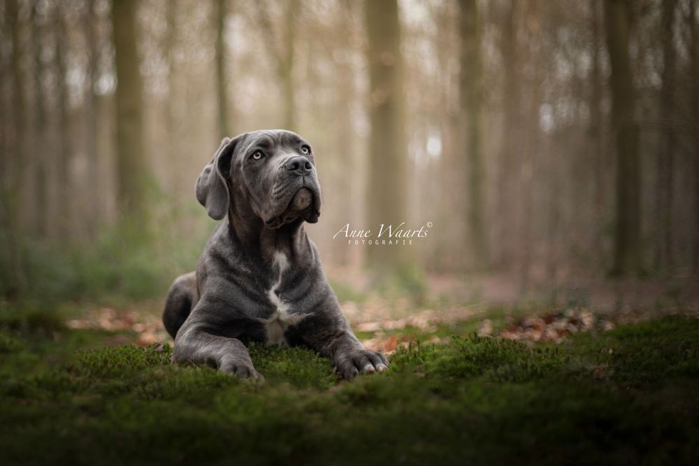 Anne Waarts Fotografie, Portet, Waalwijk, portretfotograaf, fotograaf, hondenfotografie, cane corso