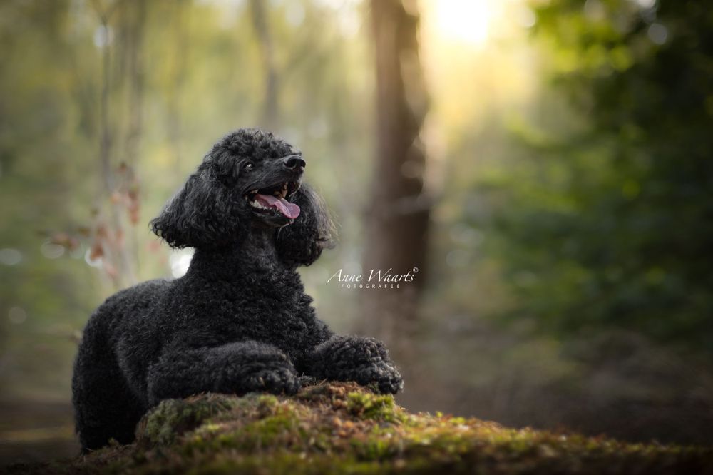 Anne Waarts Fotografie,  Waalwijk,  fotograaf, hondenfotografie, hondenfotograaf, mini poodle