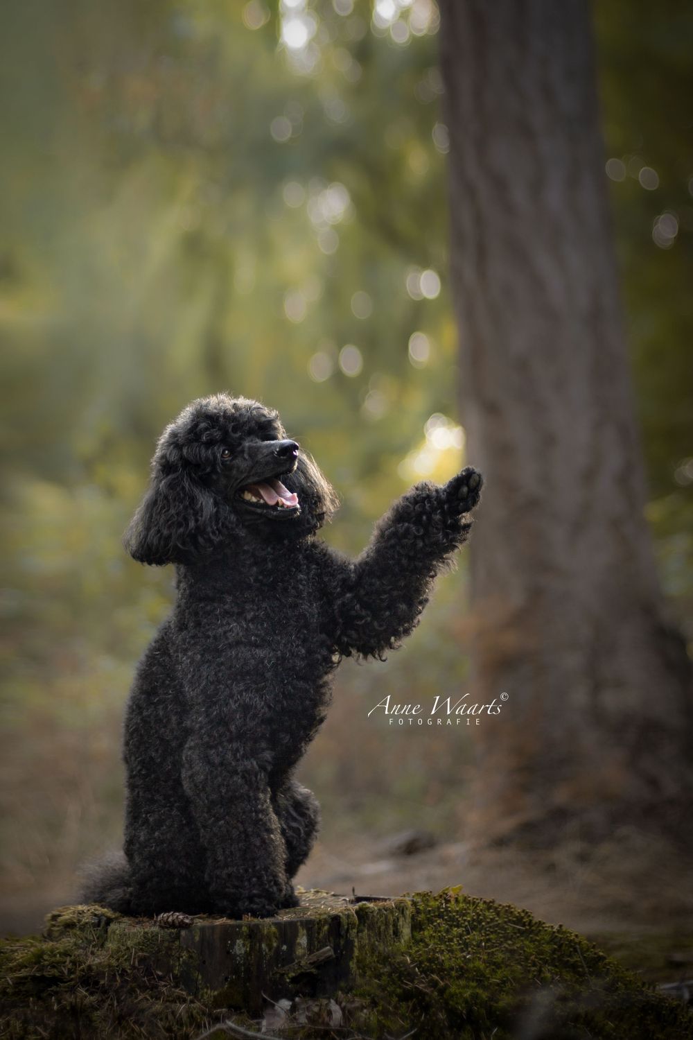 Anne Waarts Fotografie, Portet, Waalwijk, portretfotograaf, fotograaf, hondenfotografie, mini poodle