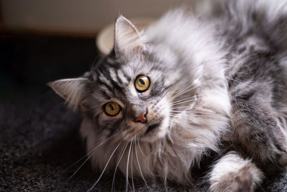 Professional Pet Photography in Melbourne -  A portrait of a Maine Coon cat looking into the camera.