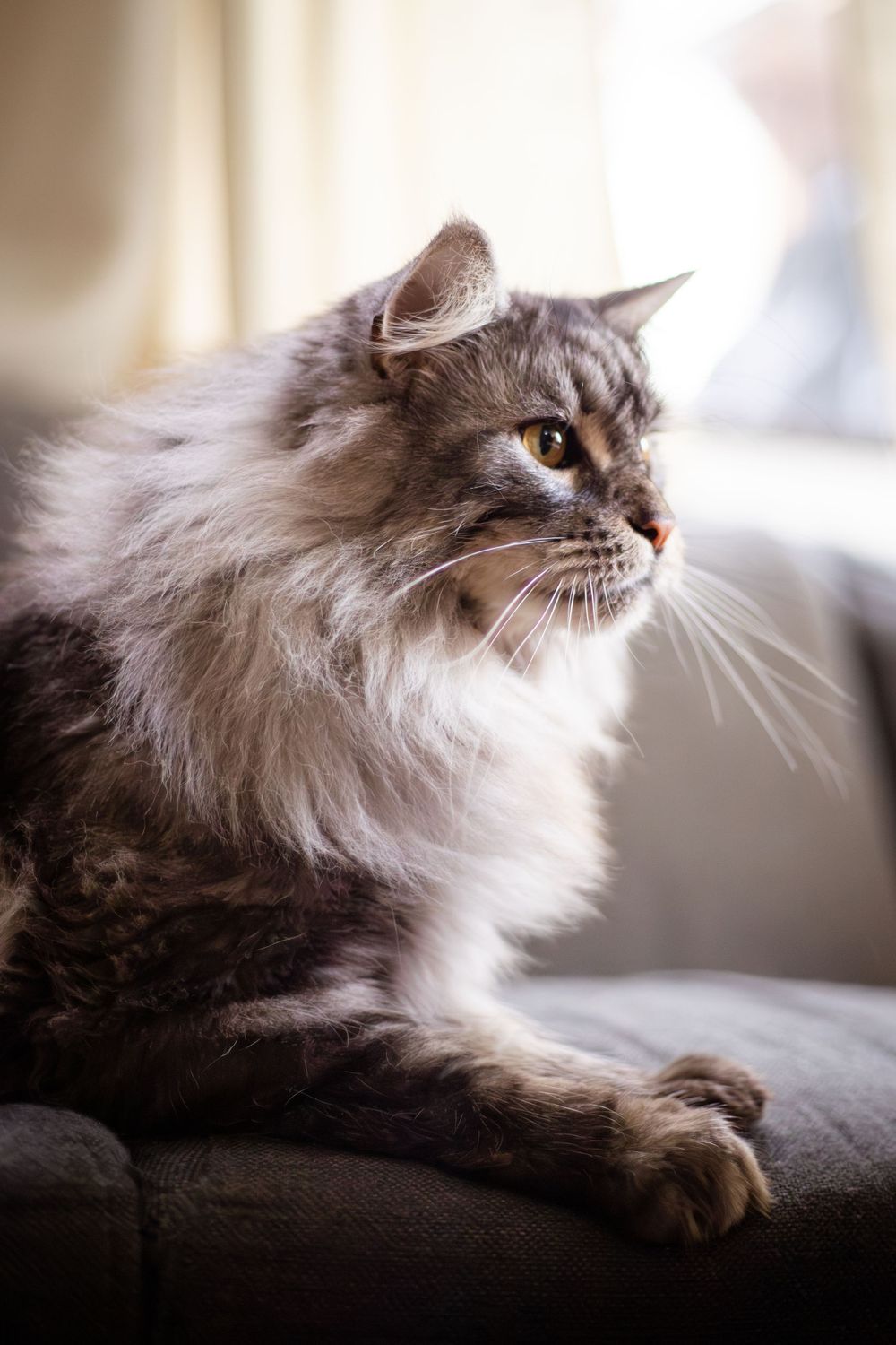 Professional Pet Photography in Melbourne - A portrait of a Maine Coon cat posing inside their home.