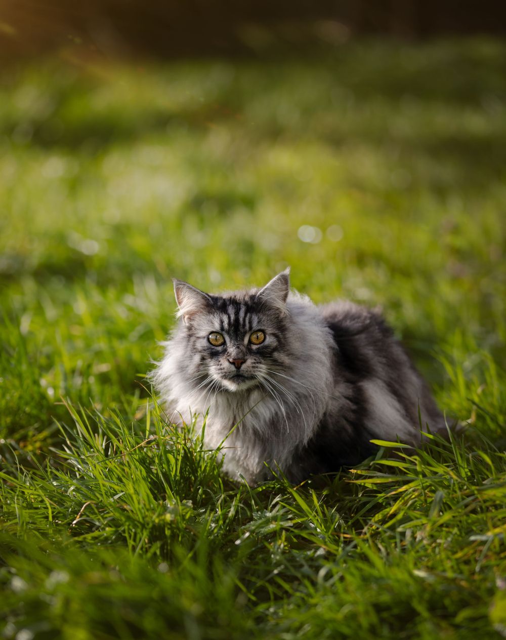 Professional Pet Photography in Melbourne - A portrait of a Maine Coon cat in a field