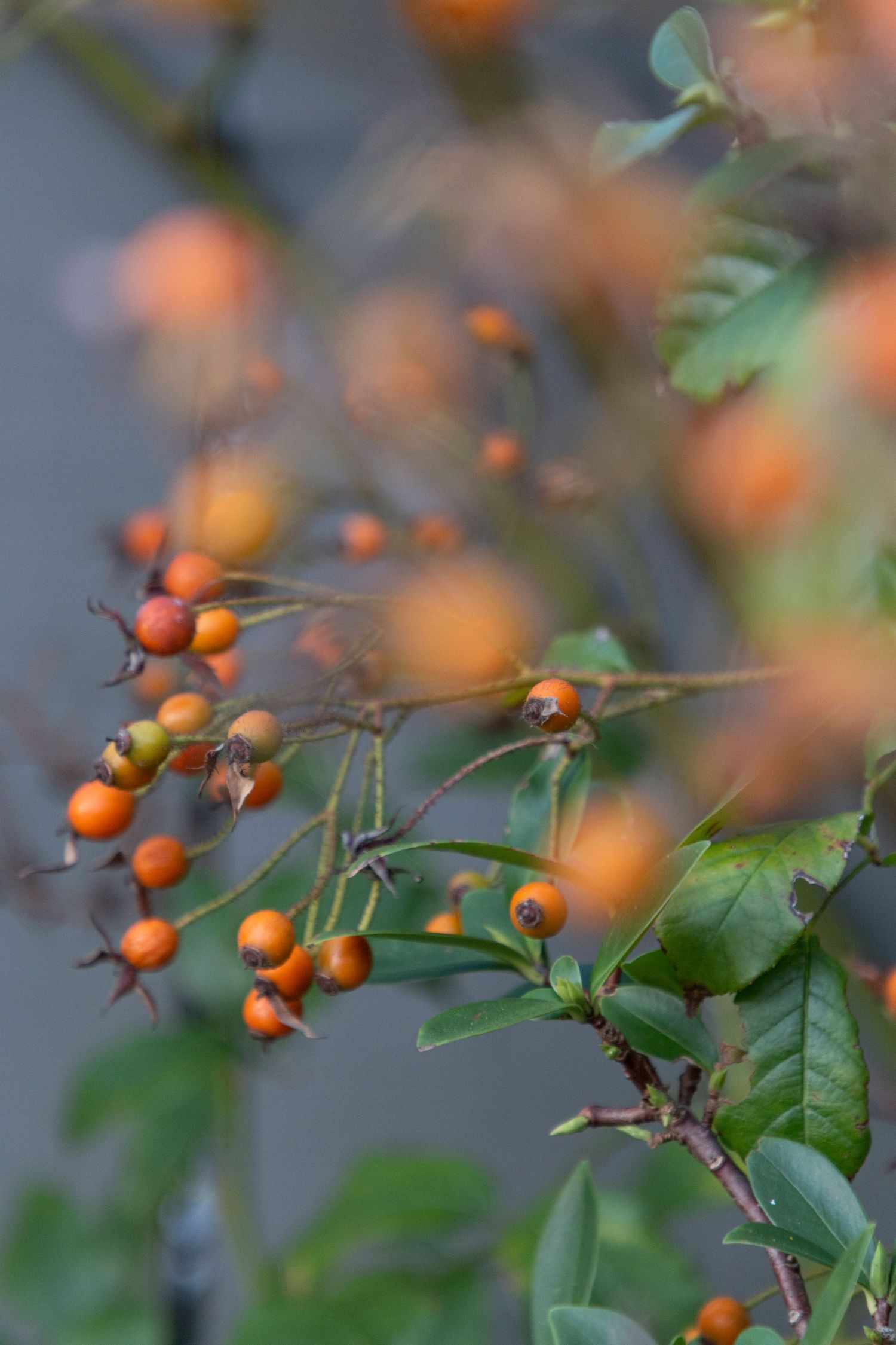 A cluster of small, vibrant orange berries on a green leafy plant, with a soft-focus background enhancing the colour contrast.