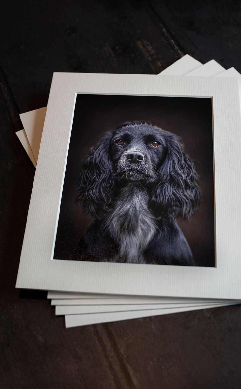 fine art mounted printed photograph spaniel dog canine equine horse