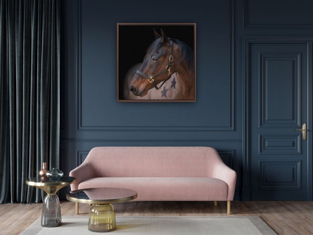canvas frame print bay horse equine display wall art