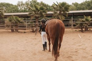 A brown horse stands in a sandy paddock surrounded by palm trees on a sunny day.