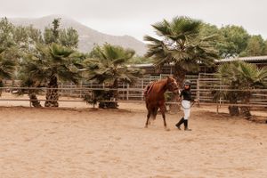 Brown horse and handler in white pants walk through a desert landscape with palm trees.