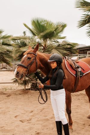 A chestnut horse wearing western tack stands in a sandy arena with palm trees.