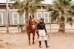 Horse and handler walk together in sandy arena surrounded by palm trees.